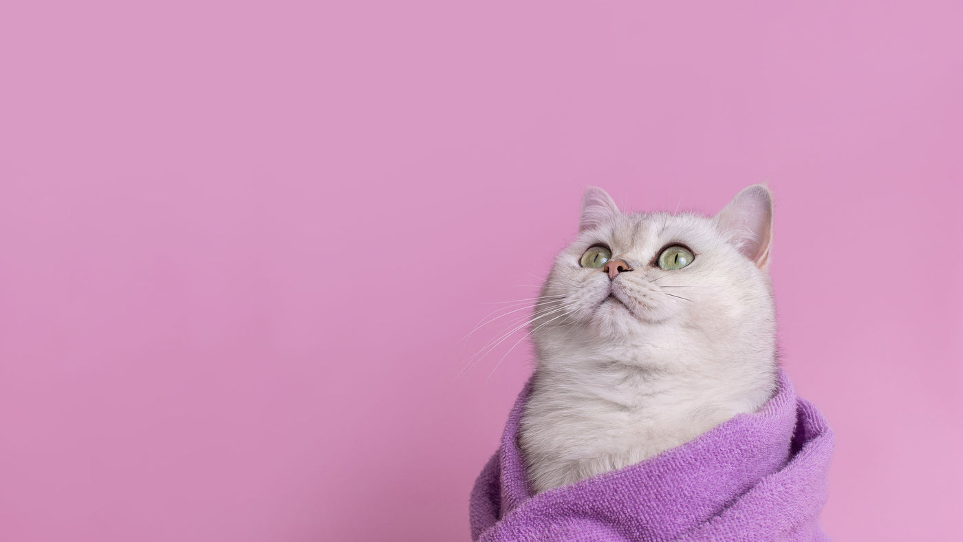 Close-up of a fluffy white cat with green eyes, wrapped in a lavender towel and looking upward against a pink background.